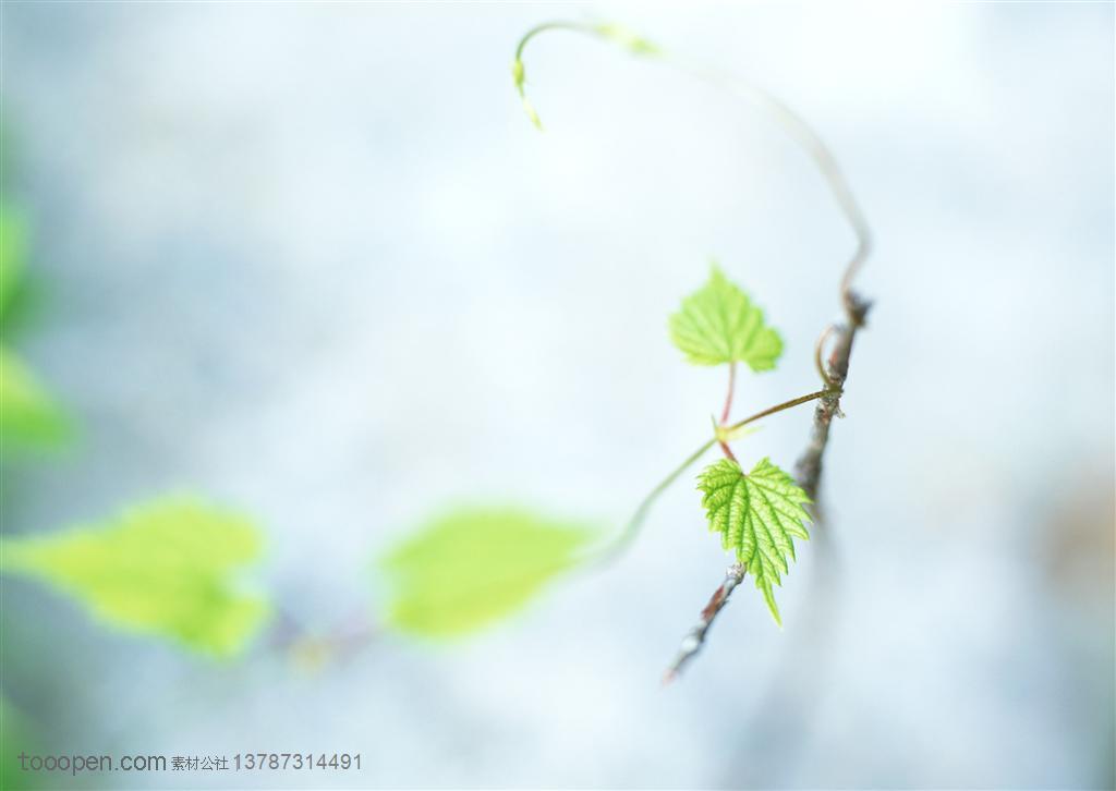 树木树叶-葡萄藤藤蔓缠绕着