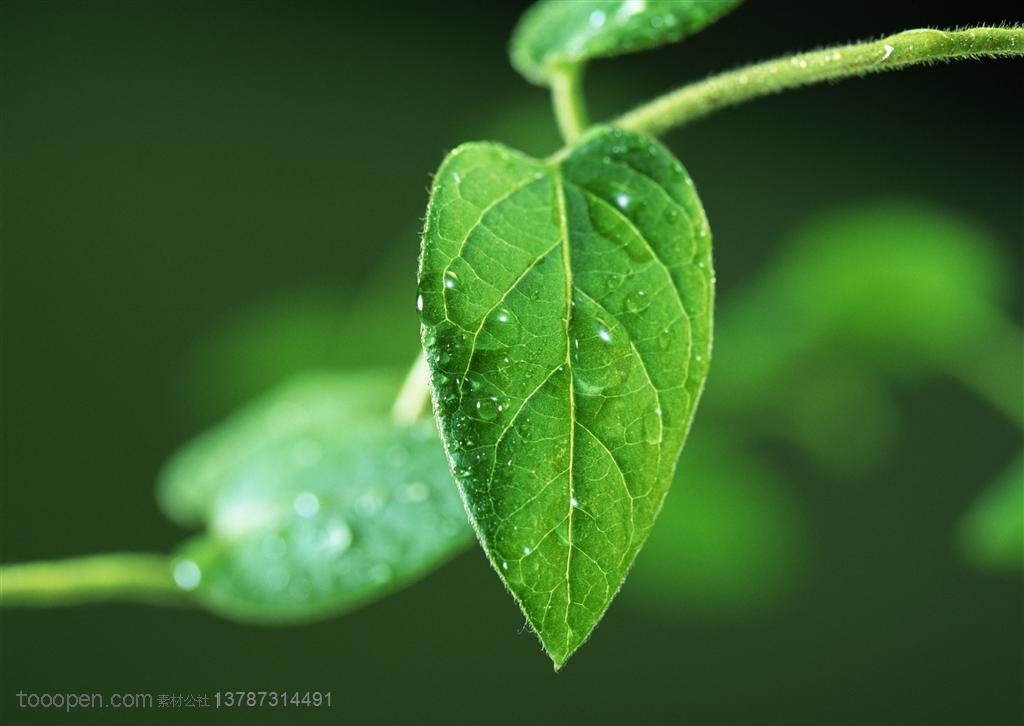 树木树叶-藤蔓植物上的叶子挂满了露水