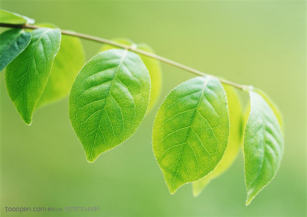 一串嫩绿的椭圆形树叶图片
