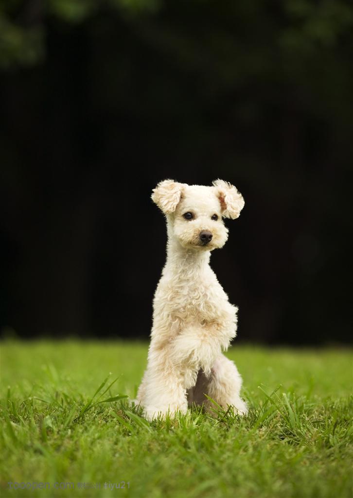 可爱狗狗-草地上站立的狗狗凯利蓝梗