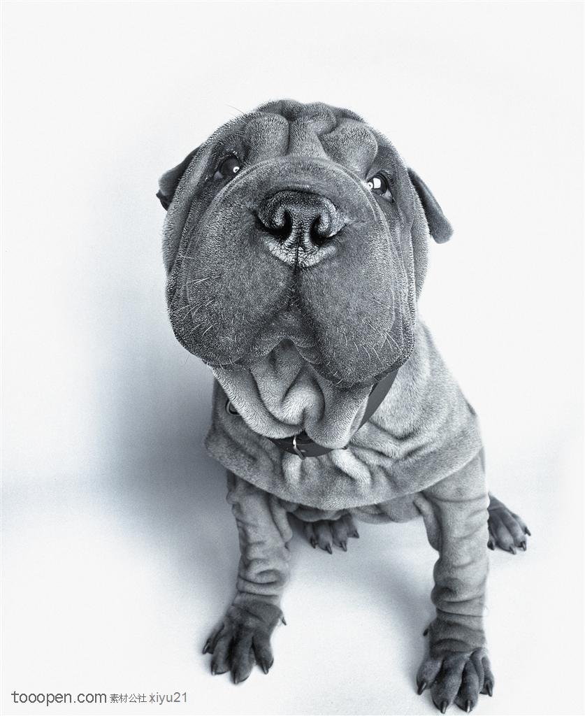 可爱狗狗-灰色的沙皮狗
