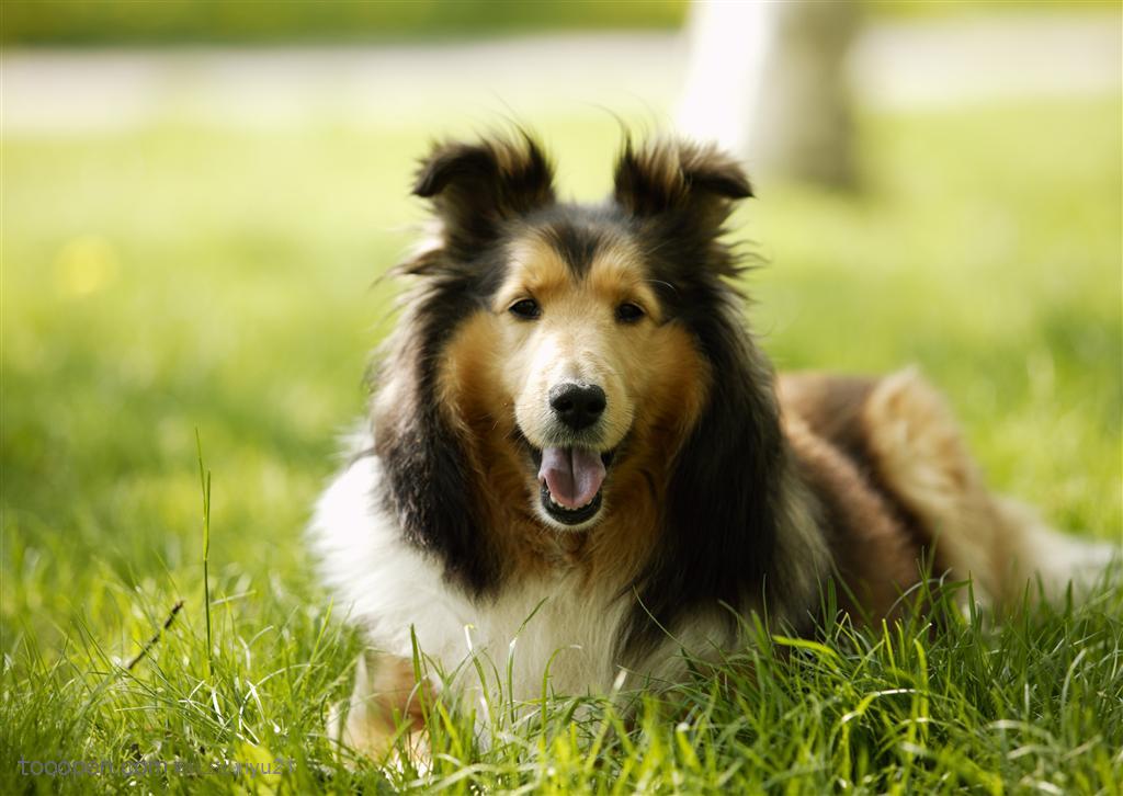 可爱狗狗-趴在草中的苏格兰牧羊犬苏牧