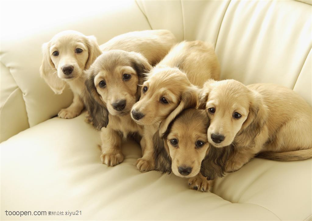 可爱狗狗-沙发上一群拉布拉多犬