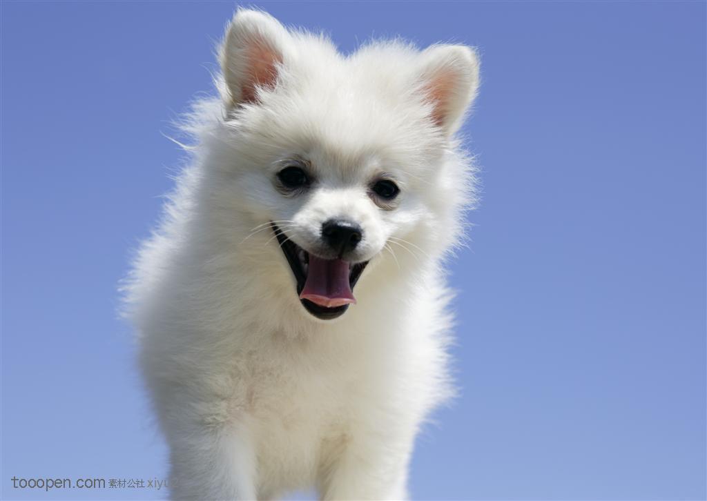 蓝天下的白色小型犬
