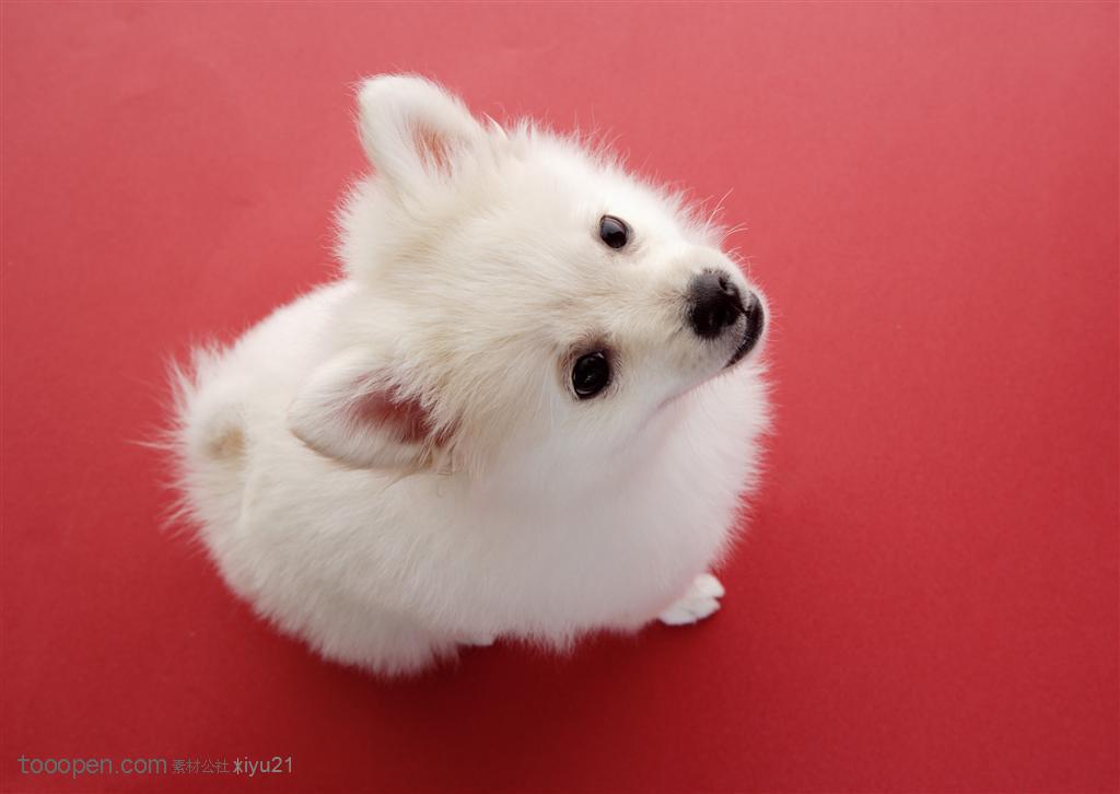 可爱狗狗-抬头的白色小型犬