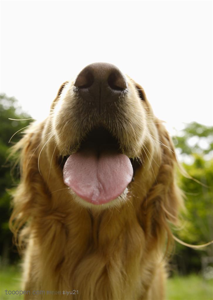 可爱狗狗-张嘴的可爱金毛