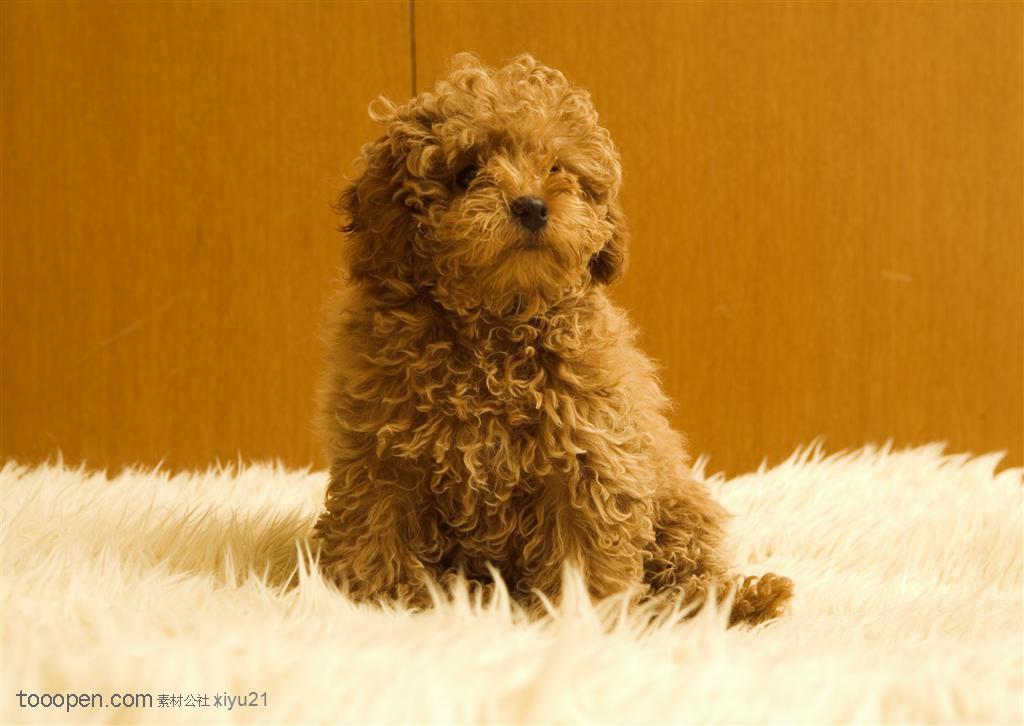 可爱狗狗-坐着地毯上的狗狗泰迪