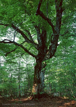 树林树木-在山林中的一颗大树根茎部特写