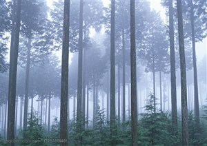 树林树木-迷雾中的丛林