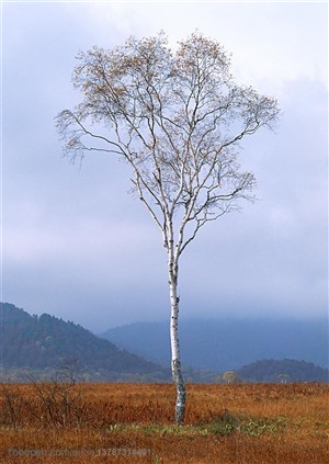 树林树木-在一片山林中间的草地上的叶子掉光了的白桦树