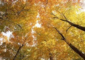 树林树木-秋天站在丛林中透过树木仰望天空