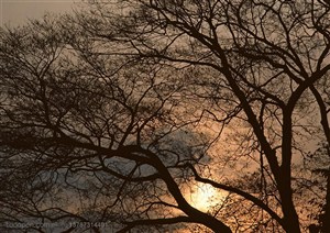 树林树木-夕阳中大树的枯枝树影