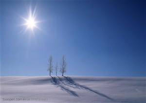 树林树木-阳光照耀着三颗在雪地里的树拉长和长长的影子