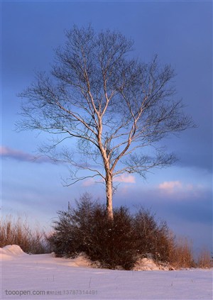 树林树木-屹立在雪地里的树木沐浴在阳光中