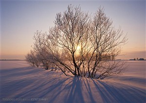 树林树木-雪地里的一排树木被太阳拉出长长的树影