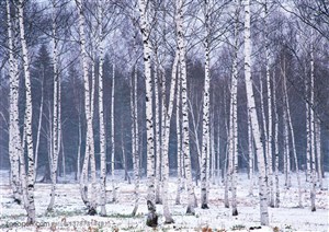 树林树木-雪地里的一片白桦林