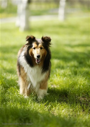 可爱狗狗-草地上奔跑的苏格兰牧羊犬