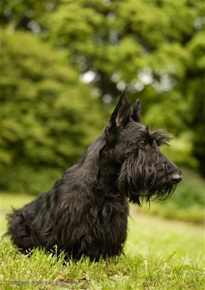 可爱狗狗-低头的漂亮狗狗苏格兰梗