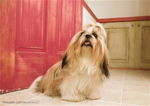 可爱狗狗-地板上的可爱西施犬