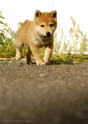 可爱狗狗-日本柴犬幼犬