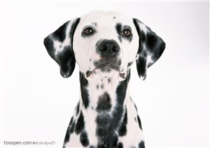 可爱狗狗-可爱的斑点狗