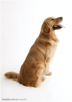 可爱狗狗-大型犬金毛猎犬侧面