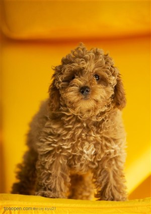 可爱狗狗-可爱的茶杯犬小型犬袖珍犬