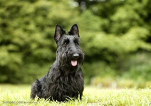 可爱狗狗-漂亮的黑毛小狗苏格兰梗