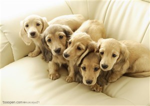 可爱狗狗-沙发上一群拉布拉多犬