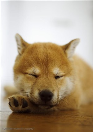 可爱狗狗-睡着的狗狗日本柴犬
