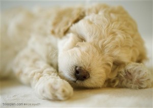可爱狗狗-睡觉的毛绒绒狗狗茶杯犬