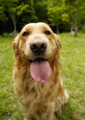 可爱狗狗-舔着舌头的金毛