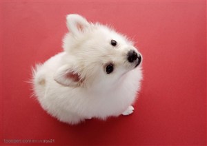 可爱狗狗-抬头的白色小型犬