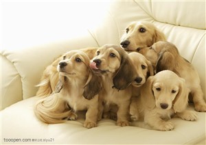 可爱狗狗-一堆可爱的小狗狗