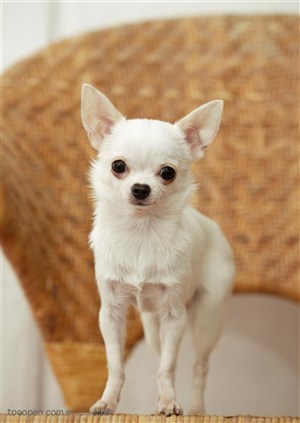 可爱狗狗-椅子上的白色狗狗吉娃娃