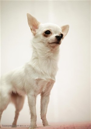 可爱狗狗-张望的白色小狗狗吉娃娃