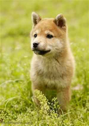 可爱狗狗-张望的小狗日本柴犬