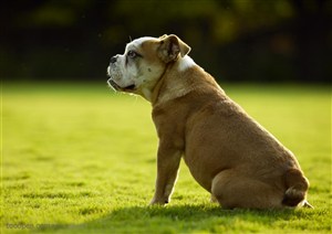 可爱狗狗-坐在草地上的狗狗斗牛梗