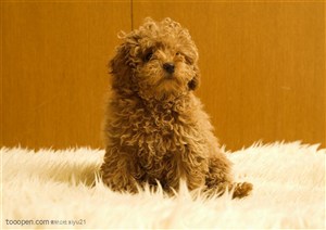可爱狗狗-坐着地毯上的狗狗泰迪