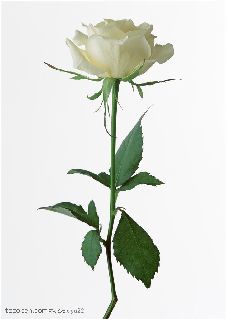 花卉物语-白色的玫瑰花