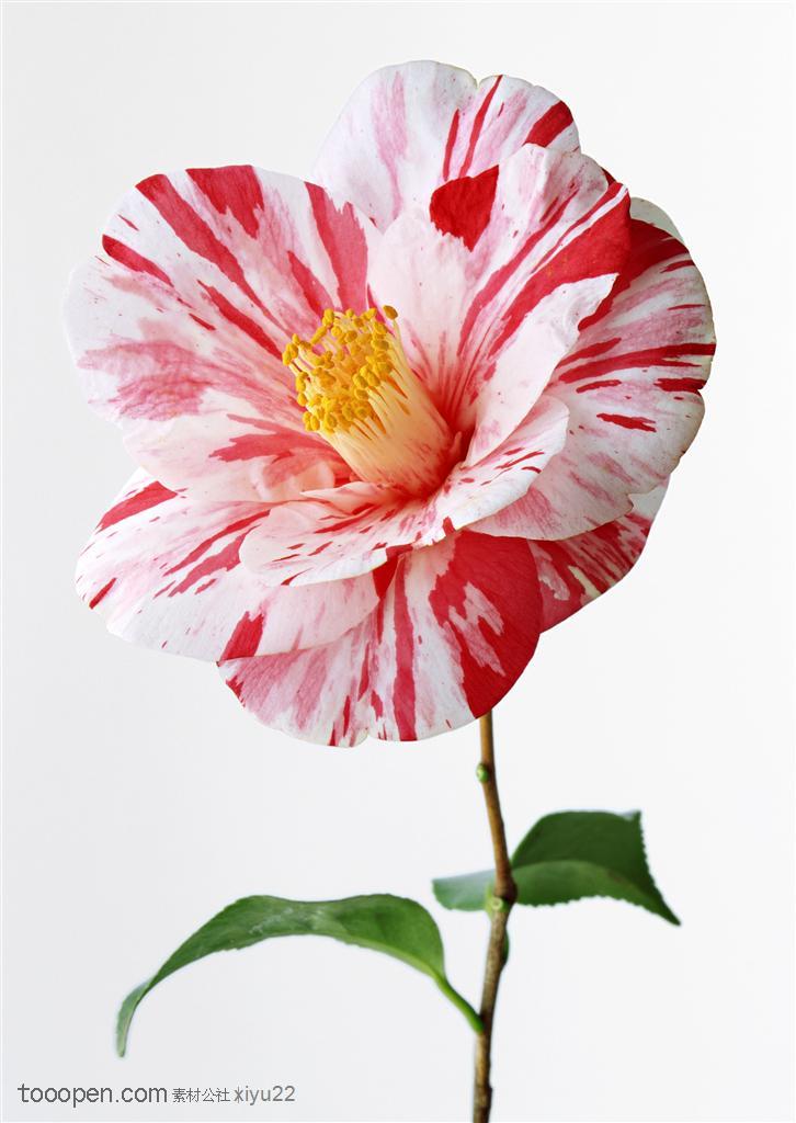 花卉物语-彩色花斑的粉色山茶花