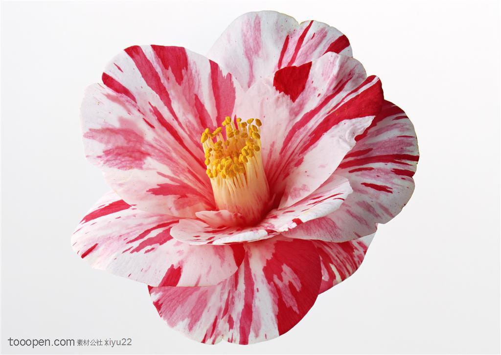 花卉物语-彩色花斑的花朵山茶花