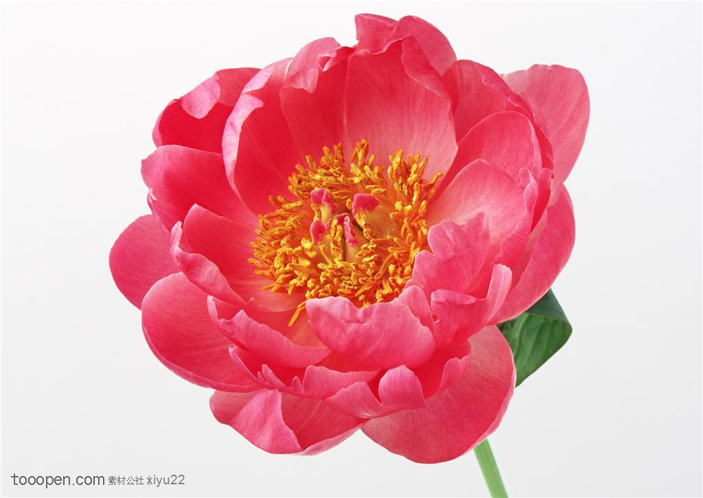 花卉物语-粉色大红色山茶花