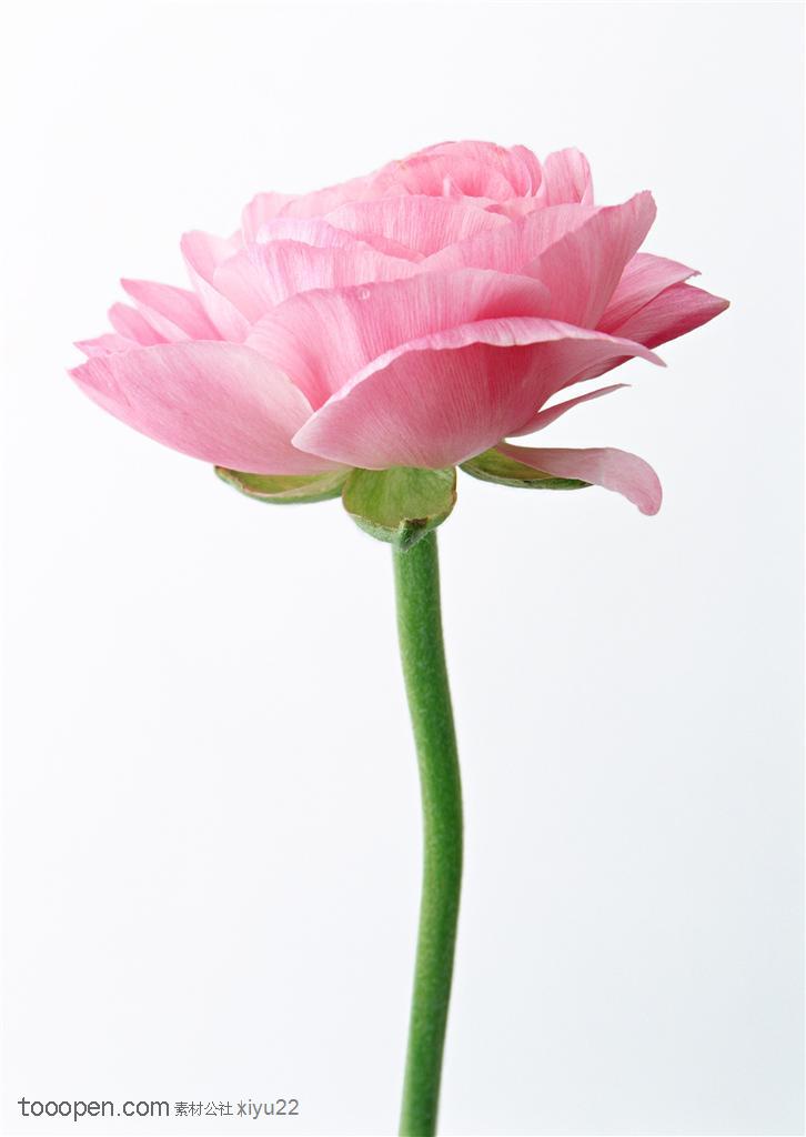 花卉物语-粉色的玫瑰花
