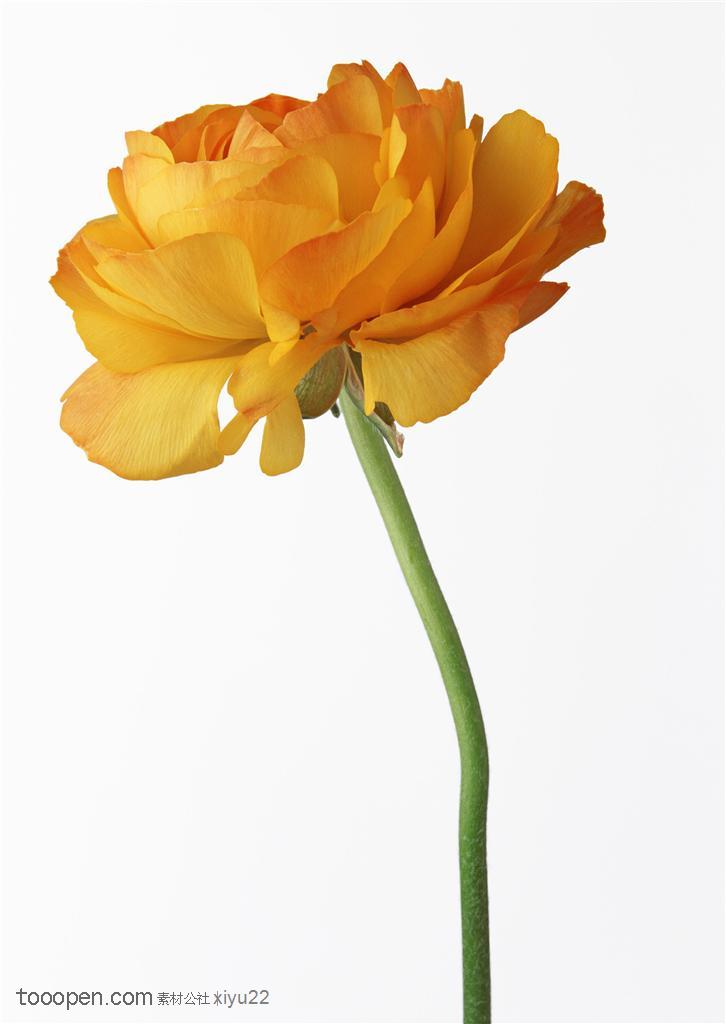 花卉物语-黄色的花朵