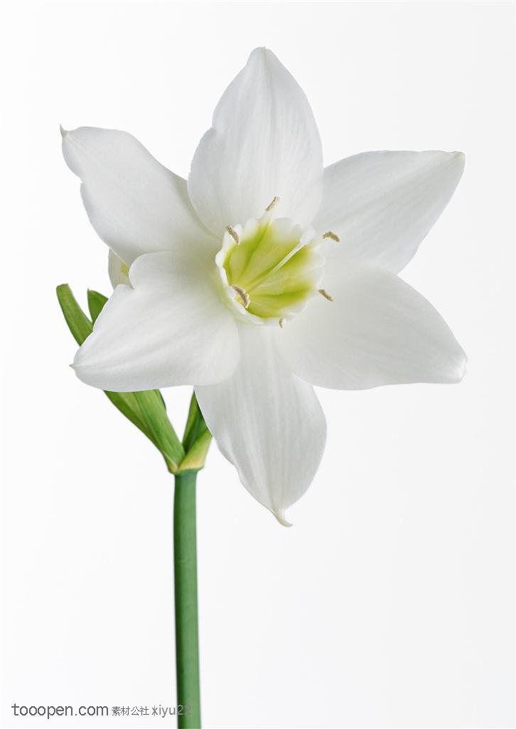 花卉物语-洁白的水仙花