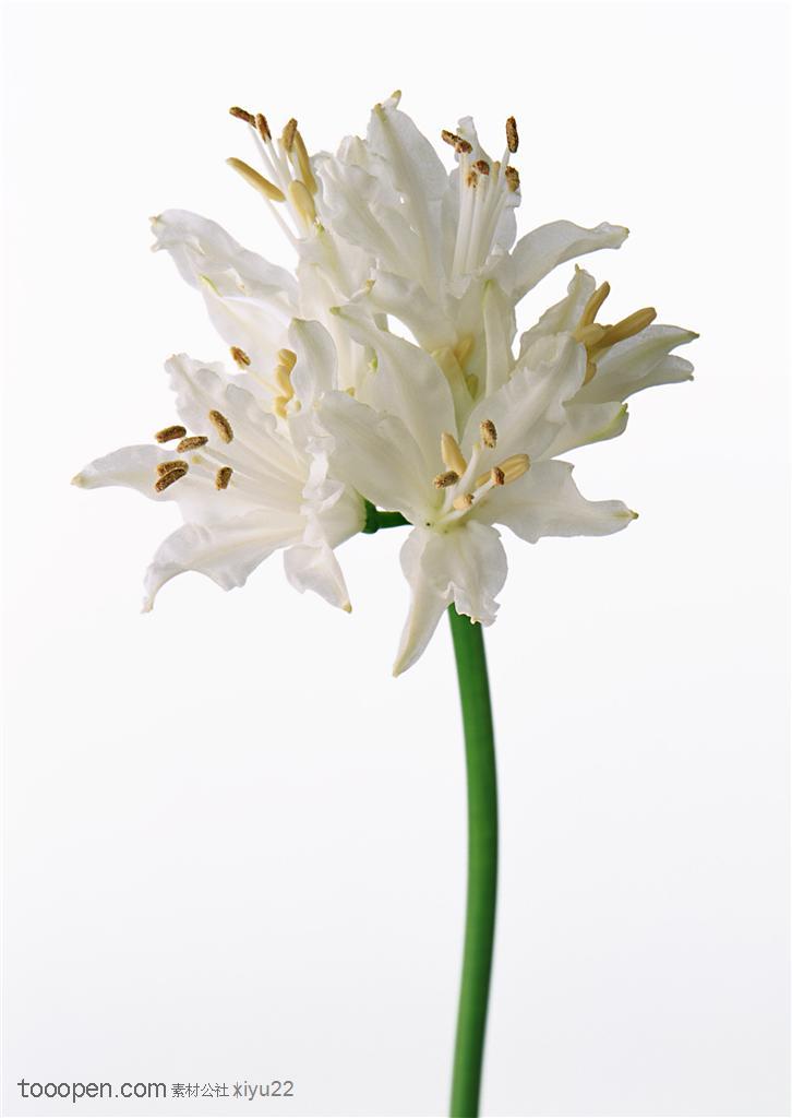 花卉物语-漂亮的白色水仙花