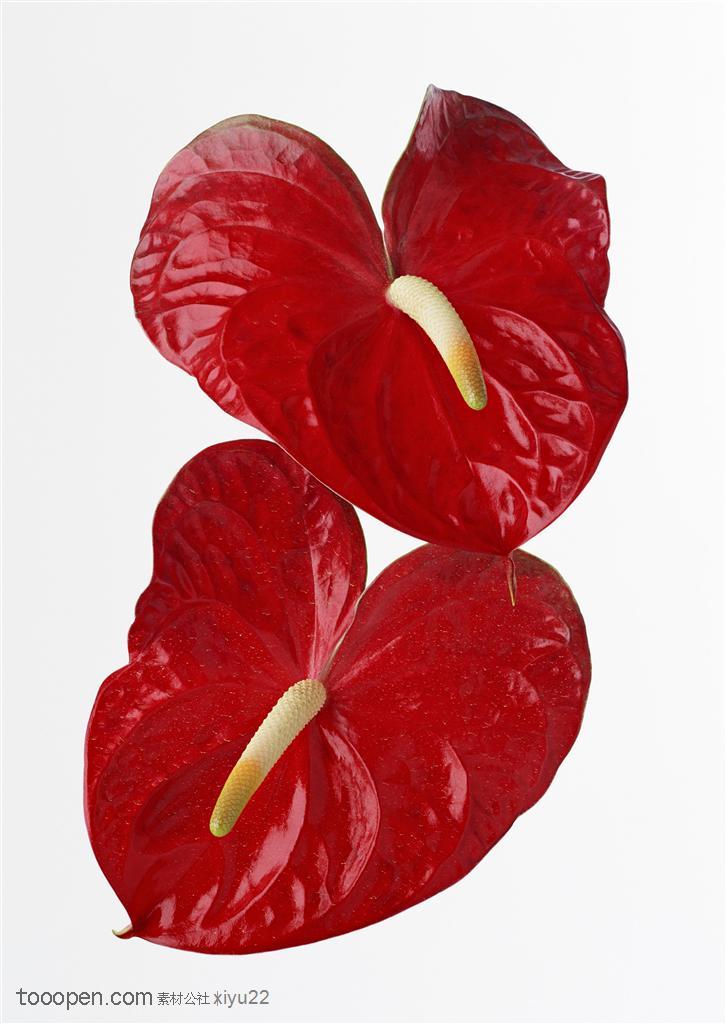 花卉物语-漂亮的红色鲜花