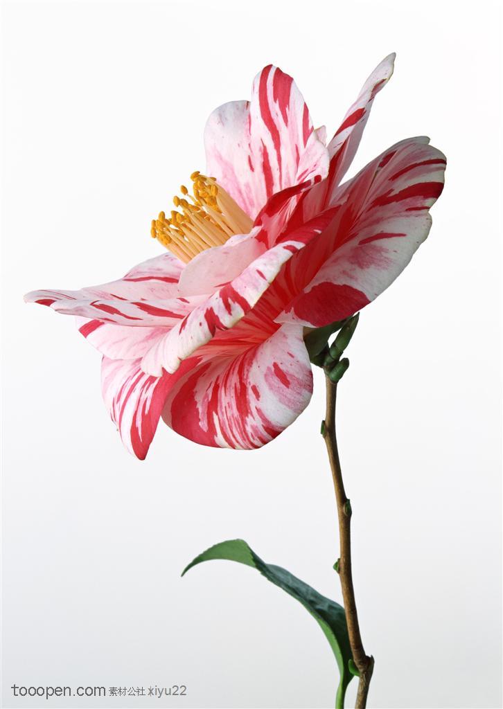花卉物语-漂亮花纹的山茶花