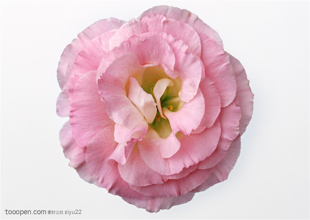 花卉物语-浅粉色的花朵